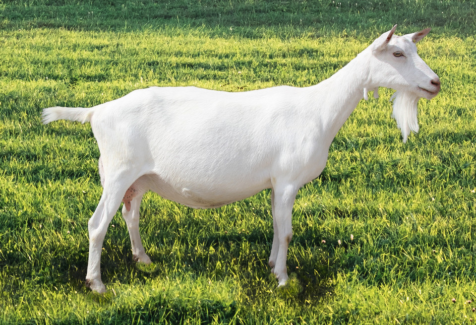 Rassen Schweizerischer Ziegenzuchtverband (SZZV)