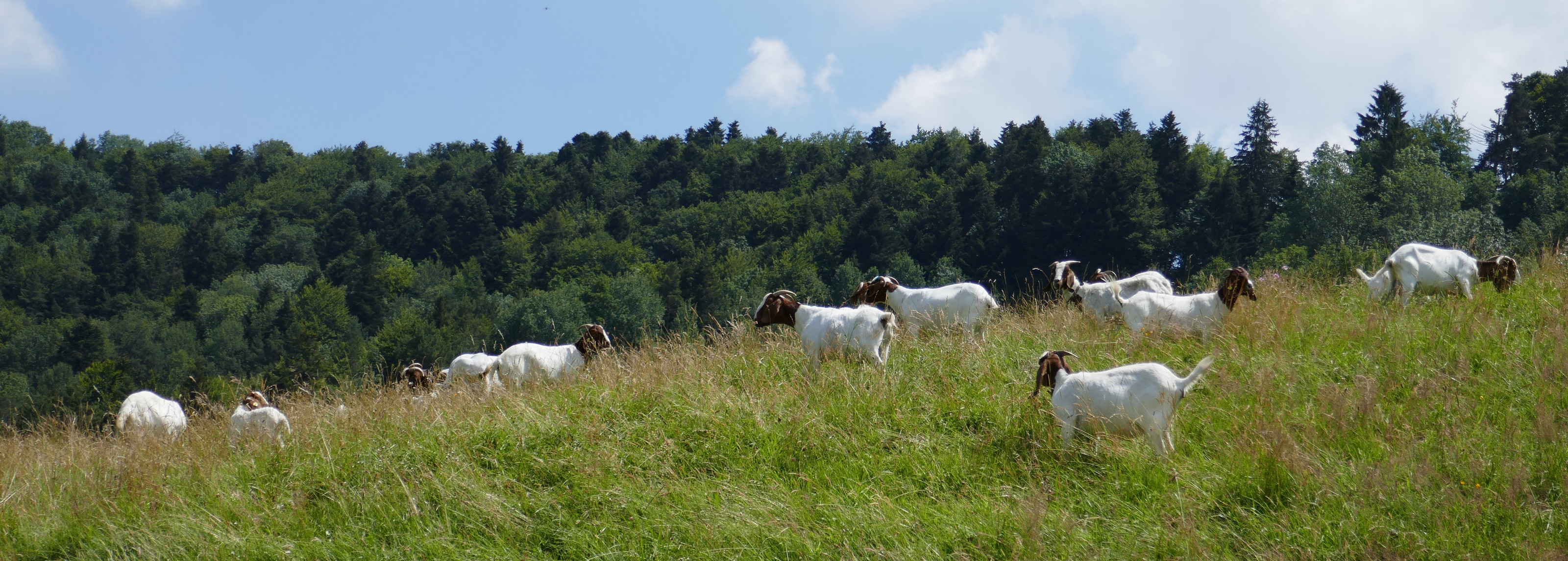Burenziege Schweizerischer Ziegenzuchtverband (SZZV)